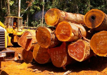 Import Lumber